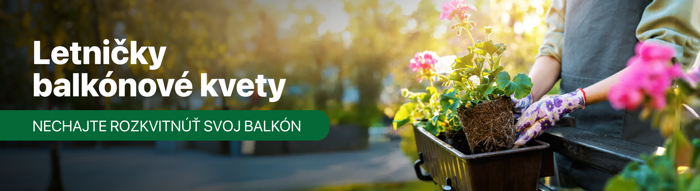 Letničky predobjednávky