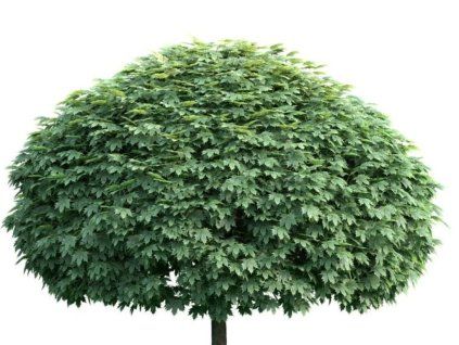 Javor mliečny Globosum na 80-90 cm kmienku, výška 120-130 cm, kont. 9 l