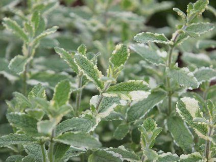 Bylinky Mäta Variegata Pineapple Mint(1)