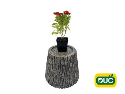 Trvalky Kokarda hybridná Gusto Paprika