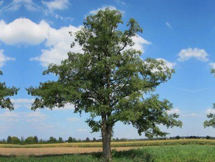 Jelša Lepkavá na kmienku 300-400 cm, obvod kmeňa 14-16 cm, kont. 35 l