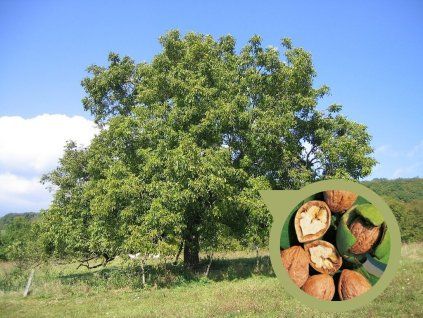 Orech kráľovský Lara