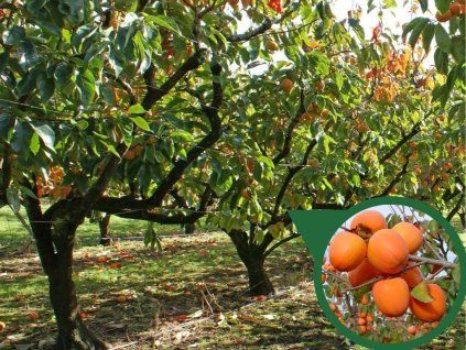 Hurmikaki Rojo Briliante na 80-90cm kmeni, v. 170-200cm, obvod kmeňa 6-8cm, kont. 10 l