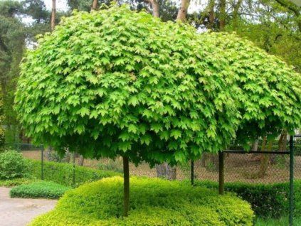 Dreviny na kmienku Ambrovník styraxový GUM BALL na cca 50 kmienku(1)