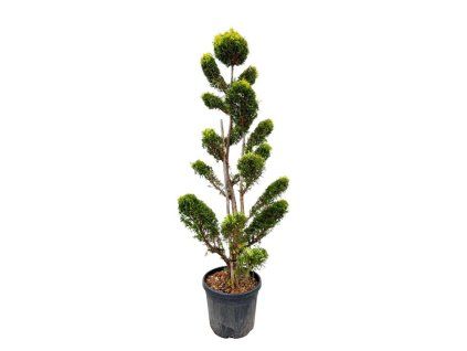 Tvarované dreviny Cyprusovec leylandský Gold Rider bonsaj 180 200cm(1)