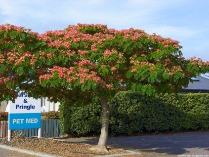 Albízia voňavá na cca 220 cm kmienku, výška 300-350 cm, obvod kmeňa 16-18 cm, kont. 90 l