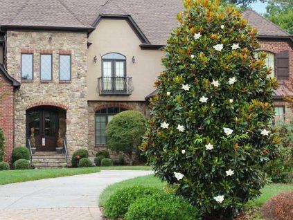 Okrasné stromy Magnólia veľkokvetá Gallissoniensis 300 350 cm(1)