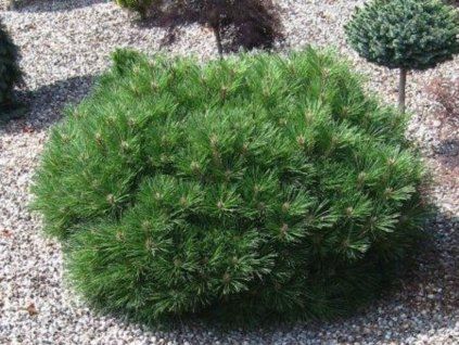 Okrasné kry Borovica čierna PIERRICK BREGEON