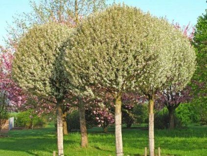 Višňa krovitá Umbraculifera na 200-220cm kmienku, v. 250-280cm, obv. km. 8-10cm, kont. 25l