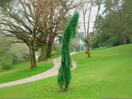 Okrasné stromy Sekvojovec mamutí Pendulum 200 220cm(1)