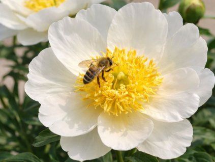 Pivonka bylinná Dublin, kvetináč 1,5 l(2)