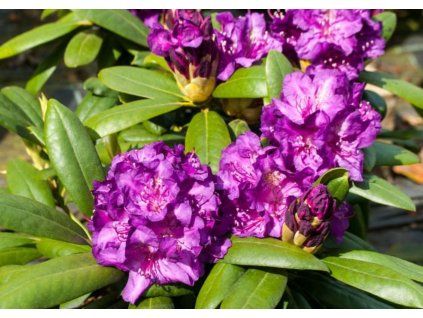 Rododendron jakušimský Laguna, výška 20 30 cm, kvetináč 15 cm(4)