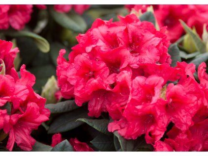 Rododendron jakušimský Dopey, výška 20 30 cm, kvetináč 15 cm(1)