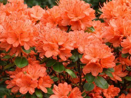 Azalka japonská Geisha Orange, výška 15 20 cm, kvetináč 13 cm(3)