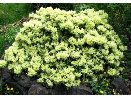 Rododendron Shamrock, výška 20 30 cm, kvetináč 17 cm