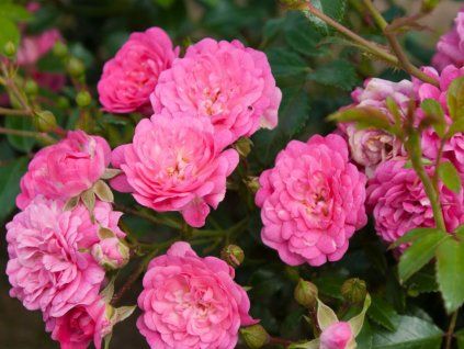 Ruža pôdopokryvná Lovely Fairy, kvetináč 2 l(2)