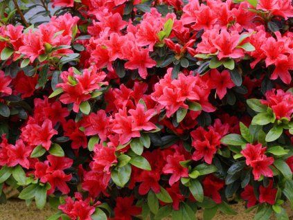 Azalka japonská Geisha Red, výška 15 20 cm, kvetináč 13 cm(2)