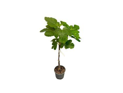 Figovník Fiorone Bianco na 80 100cm kmienku, výška 130 170 cm, kvetináč 10 15 l (5)