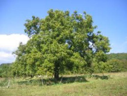 Orech kráľovský na 100 120 cm kmienku, výška 160 180 cm, kvetináč 10 l