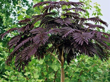 Albízia voňavá Summer Chocolate na 170 190 cm kmienku, výška 200 230 cm, kvetináč 20 l(7)