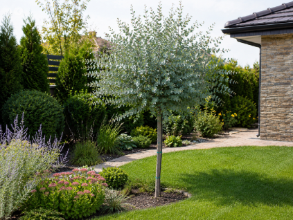Eukalyptus gunnii Azura na 170-180 cm kmienku, výška 230-270 cm, kvetináč 25 l
