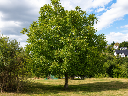 Orech kráľovský na 180-200 cm kmienku, výška 300-400 cm, kvetináč 45 l