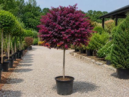 Loropetalum čínske Tuscan Red na 150-170 cm kmienku, výška 220-250 cm, kvetináč 45 l