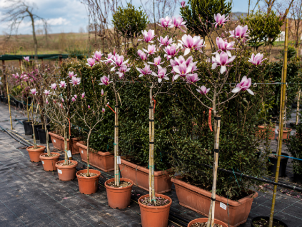 magnolia 61 1