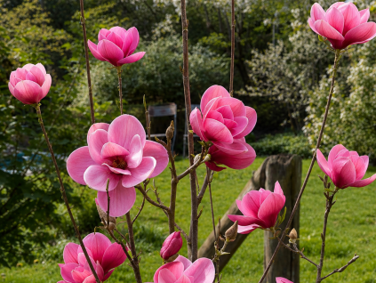 magnolia watermelon garden 1024x768