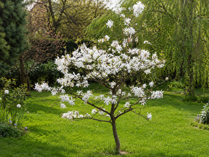 stellata2