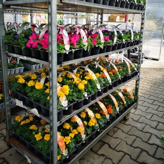 🌞 Dobré počasie je za rohom – ideálny čas na výsadbu! 🌿 Jar sa konečne rozbieha naplno a s ňou prichádza aj perfektné...