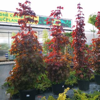 🌳 Nové okrasné dreviny v ponuke 🌳 Doplnili sme nové okrasné dreviny – nájdete u nás krásne listnaté aj ihličnaté stromy,...