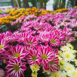 Jeseň 2025 v záhradnom centre Dučplant 🍁