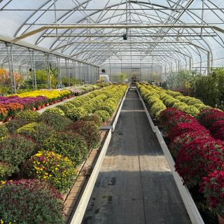 Chryzantémy – kráľovné jesene 🌼 Husté, kompaktné a dlho kvitnúce. V našom záhradnom centre nájdeš rôzne druhy v širokej...